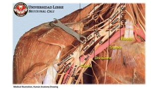 Medical Illustration, Human Anatomy Drawing
 