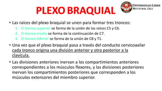 • Las raíces del plexo braquial se unen para formar tres troncos:
1. El tronco superior se forma de la unión de las raíces C5 y C6.
2. El tronco medio se forma de la continuación de C7.
3. El tronco inferior se forma de la unión de C8 y T1.
• Una vez que el plexo braquial pasa a través del conducto cervicoaxilar
cada tronco origina una división anterior y otra posterior a la
clavícula.
• Las divisiones anteriores inervan a los compartimientos anteriores
correspondientes a los músculos flexores, y las divisiones posteriores
inervan los compartimientos posteriores que corresponden a los
músculos extensores del miembro superior.
 
