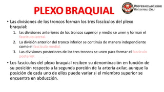 • Las divisiones de los troncos forman los tres fascículos del plexo
braquial:
1. las divisiones anteriores de los troncos superior y medio se unen y forman el
fascículo lateral.
2. La división anterior del tronco inferior se continúa de manera independiente
como el fascículo medial.
3. Las divisiones posteriores de los tres troncos se unen para formar el fascículo
posterior.
• Los fascículos del plexo braquial reciben su denominación en función de
su posición respecto a la segunda porción de la arteria axilar, aunque la
posición de cada uno de ellos puede variar si el miembro superior se
encuentra en abducción.
 