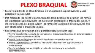 • La clavícula divide el plexo braquial en una porción supraclavicular y una
porción infraclavicular.
• Por medio de las raíces y los troncos del plexo braquial se originan los ramos
de la porción supraclavicular los cuales son abordables a través del cuello, y
de los fascículos del plexo surgen los ramos de la porción infraclavicular que
son abordables a través de la axila.
• Los ramos que se originan de la porción supraclavicular son:
Nervio dorsal de la escápula, da inervación al músculo romboides y en algunos casos al
músculo elevador de la escápula.
Nervio torácico largo que da inervación al musculo serrato anterior.
Nervio supraescapular que brinda inervación a los músculos supraespinoso e
infraespinoso.
Nervio subclavio, que va dirigido al músculo subclavio y la articulación
esternoclavicular.
 