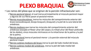 • Los ramos del plexo que se originan de la porción infraclavicular son:
Nervio pectoral lateral, el cual inerva principalmente al músculo pectoral mayor
y algunas de sus fibras pasan al pectoral menor.
Nervio musculocutáneo inerva los músculos del compartimiento anterior del
brazo (coracobraquial, bíceps braquial y braquial) y la piel de la cara lateral del
antebrazo.
Nervio mediano que inerva los músculos del compartimiento anterior del
antebrazo (excepto el flexor ulnar del carpo y la mitad ulnar del flexor profundo
de los dedos), cinco músculos intrínsecos en la mitad tenar de la palma y la piel
de la palma.
Nervio pectoral inerva el pectoral menor y la porción esternal del músculo
pectoral mayor.
Nervio cutáneo mediano del brazo inerva la piel del lado medial del brazo.
Nervio cutáneo medial del antebrazo, inerva la piel del lado medial del
antebrazo.
 