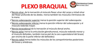 Nervio ulnar da la inervación al músculo flexor ulnar del carpo y mitad ulnar
del flexor profundo de los dedos. Inerva también los músculos intrínsecos de
la mano.
Nervio subescapular superior inerva la porción superior del subescapular.
Nervio subescapular inferior inerva la porción inferior del subescapular y al
músculo redondo mayor.
Nervio toracodorsal da la inervación al músculo dorsal ancho.
Nervio axilar inerva la articulación glenohumeral, músculo redondo menor y
el musculo deltoides, también inerva piel de la cara superolateral del brazo(
por encima de la parte inferior del deltoides)
Nervio radial inerva todos los músculos de los compartimientos posteriores
del brazo y antebrazo.
 