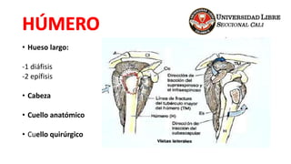 • Hueso largo:
-1 diáfisis
-2 epífisis
• Cabeza
• Cuello anatómico
• Cuello quirúrgico
 