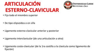 • Fija todo el miembro superior
• De tipo elipsoidea o en silla
• Ligamento esterno-clavicular anterior y posterior
• Ligamento interclavicular (de una articulación a otra)
• Ligamento costo-clavicular (de la 1ra costilla a la clavícula como ligamento de
fijación)
 