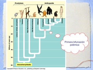 Primera bifurcación
polémica
 