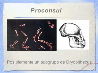 Proconsul
Posiblemente un subgrupo de Dryopithecus
 
