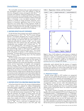 Chemical Reviews                                                                                                                                      REVIEW

    The nucleophilic mechanism does not imply participation of                 Table 1. Magnesium, Calcium, and Zinc Isotopes26
any paramagnetic species in the ATP synthesis, so that the
                                                                                isotope     spin      magnetic moment, mB             natural abundance, %
discovery of magnetic isotope and magnetic ﬁeld eﬀects11,12 in
enzymatic ATP synthesis catalyzed by magnesium was unprece-                      24
                                                                                   Mg         0                0                               79
dented and seemed to be an unbelievable result. The goal of this                 25
                                                                                   Mg        5/2               0.85                            10
paper is to present the chemistry and physics of these unexpected                26
                                                                                   Mg         0                0                               11
eﬀects, to formulate a new, ion-radical mechanism of ATP                         40
                                                                                   Ca         0                0                               96.94
synthesis, to consider its energy and kinetic arguments, and to                  43
                                                                                   Ca        7/2               1.317                            0.135
illustrate its biomedical applications based on the ﬁrst-time                    64
                                                                                   Zn         0                0                               48.6
observed in vivo isotope eﬀect in living organisms. Finally we                   66
will show that the discovery of the ion-radical mechanism has also                 Zn         0                0                               27.9
                                                                                 67
provided a background for the generally accepted but so far                        Zn        5/2               0.875                            4.1
                                                                                 68
hypothetical nucleophilic mechanism of ATP synthesis.                              Zn         0                0                               18.8


2. ISOTOPE EFFECTS IN ATP SYNTHESIS
   For the ﬁrst time, heavy isotopes were used for studying ATP-
generating enzymes in 1953.13 The 18O/16O isotope exchange
between 18O inorganic phosphate and 16O water in mitochon-
dria was shown to occur only during the ATP functioning; no
isotope exchange was observed when the ATP synthesis was
suppressed, particularly by omission of Mg2+ ions. No certain
conclusions have been derived from this observation. When
mitochondria were incubated with Pi labeled with 18O, 33P,
and 32P and unlabeled ATP, a fast exchange of Pi oxygen with
water and rapid PiÀATP exchange were detected.14,15 Moreover,
the terminal bridge oxygen in ATP formed by oxidative phos-
phorylation was shown to come from ADP, not Pi16 (for a review
of the early studies of isotopes in ATP synthesis, see ref 17).
Measuring 18O isotope eﬀects, it was shown that the dissociation
of PÀO bond is the rate-limiting step in the Ras-catalyzed                     Figure 1. Rates of ATP synthesis by creatine kinases as a function of
                                                                               magnesium isotopes. The yield Y is given as radioactivity of [32P]ATP
hydrolysis of GTP.18,19                                                        measured as a number of scintillations/min/mg of total amounts of
   The ﬁrst example of the magnetic (mass-independent) isotope                 protein (pure CK); concentration of MgCl2 in all experiments was
eﬀect operating in a biochemical system was the reaction of                    15 mM. The lines are drawn for guiding the eyes. Reprinted with
methyl mercury chloride with creatine kinase.20 The eﬀect                      permission from ref 25. Copyright 2005 Springer.
manifests itself both in the nuclear spin dependence of enzymatic
activity and the fractionation of magnetic and nonmagnetic                     unbelievable result indicated that the presence of magnetic
mercury isotopes. These observations demonstrate that the                      isotope nuclei 25Mg in the catalytic site of the enzyme somehow
interaction of methyl mercury chloride, a hazardous environment                promotes ATP synthesis. In a series of later studies, this new and
pollutant, with creatine kinase is a radical spin-selective process;           unpredictable phenomenon was investigated in detail, and the
being electron spin-selective, it inevitably results in the nuclear spin       results are summarized and discussed later.
selectivity. However, methyl mercury chloride does not intervene
in enzymatic transfer of phosphate; it just chemically modiﬁes the
                                                                               3.1. Magnesium Isotopes
structure of the site and suppresses the catalytic activity of kinase.
                                                                                  Because isotope eﬀects in ATP synthesis are unexpected,
This magnetic (mass-independent) isotope eﬀect with particular
                                                                               unusual, and even unbelievable phenomena, it is appropriate to
emphasis of its importance in environmental chemistry was later
                                                                               describe in brief all key materials and technologies used in the
observed in many studies (for review, see ref 21).
                                                                               biochemical experiments.24,25 Isotope-containing MgCl2, CaCl2,
                                                                               and ZnCl2 samples (Table 1) were obtained using the treatment
3. ISOTOPE EFFECTS IN CREATINE KINASE REACTION                                 of magnesium, calcium, and zinc oxides with analytically pure
   As has been shown by Ivanov, the reaction of photosynthetic                 HCl. Monomeric creatine kinase was puriﬁed from Vipera
CO2 ﬁxation, which is catalyzed by rubiloso-5-bisphosphate                     xanthia venom, phosphoglycerate kinase was puriﬁed from pig
carboxylase/oxidase (RuBisCo), is strongly activated by the                    skeletal muscle, and pyruvate kinase was isolated and puriﬁed
presence of 25MgCl2.22 This result stimulated Kouznetsov et al.23              from rabbit muscles.
to develop a preparative electrophoretic technique to substitute                  The catalytic activities of enzymes were measured conven-
Mg2+ ions with natural isotope composition by 25Mg2+ ions. By                  tionally as the amounts of labeled ATP formed in the presence of
using this technique, the samples of creatine kinase from the                  [32P]phosphocreatine, [32P]phosphoglycerate, or [32P]phospho-
Vipera xanthia venom with high content of 25Mg2+ ions (86%                     pyruvate in 1 min at optimal incubation conditions and corrected to
versus 10% of natural abundance) were obtained. In the experi-                 1 mg of pure enzyme tested. For loading or substitution of
ments, these samples were shown to exhibit enormously high                     magnesium, calcium, and zinc ions into the enzyme active sites,
ATP-generating activity of enzyme: an 8-fold increase in the                   the original electrophoretic technique was employed. The proce-
share of 25Mg2+ ions in a total pool of magnesium ions was                     dure of ion substitution as such does not change the enzyme activity;
accompanied by a 2.4-fold increase in the ATP yield. This                      this has been proven in special experiments, when magnesium ions
                                                                           B                          dx.doi.org/10.1021/cr200142a |Chem. Rev. XXXX, XXX, 000–000
 