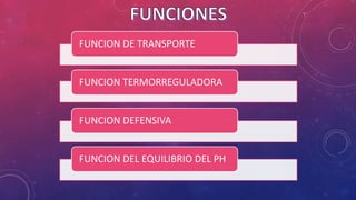 FUNCION DE TRANSPORTE
FUNCION TERMORREGULADORA
FUNCION DEFENSIVA
FUNCION DEL EQUILIBRIO DEL PH
 