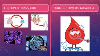 FUNCION DE TRANSPORTE FUNCION TERMORREGULADORA
 