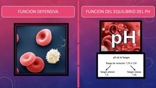 FUNCION DEFENSIVA FUNCION DEL EQUILIBRIO DEL PH
 