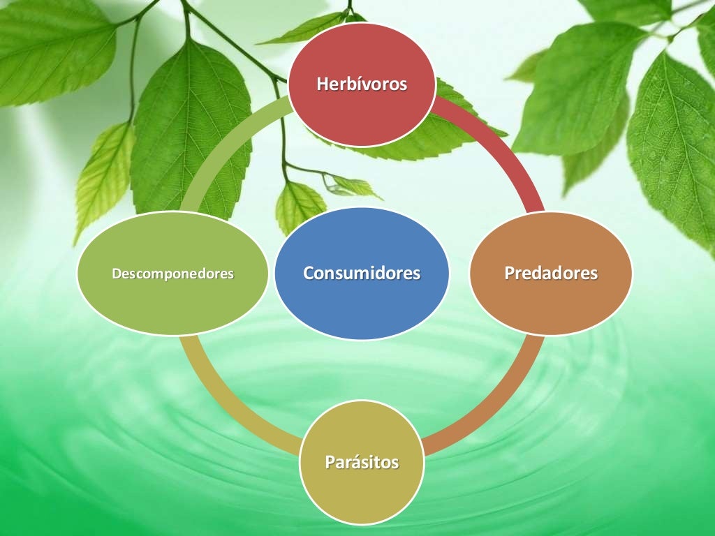 Flujo de Energía en un ecosistema