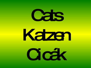 Cats Kat zen Cicák 