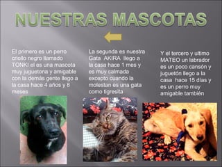 El primero es un perro
criollo negro llamado
TONKI el es una mascota
muy juguetona y amigable
con la demás gente llego a
la casa hace 4 años y 8
meses
La segunda es nuestra
Gata AKIRA llego a
la casa hace 1 mes y
es muy calmada
excepto cuando la
molestan es una gata
como tigresita
Y el tercero y ultimo
MATEO un labrador
es un poco cansón y
juguetón llego a la
casa hace 15 días y
es un perro muy
amigable también
 