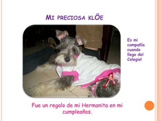 MI PRECIOSA KLÖE


                                      Es mi
                                      compañía
                                      cuando
                                      llego del
                                      Colegio!




Fue un regalo de mi Hermanita en mi
            cumpleaños.
 
