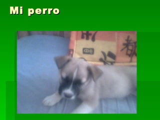 Mi perro 