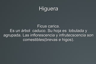 HigueraHiguera
Ficus carica.Ficus carica.
Es un árbol caduco. Su hoja es lobulada yEs un árbol caduco. Su hoja es lobulada...