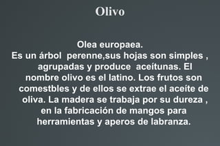 Olivo
Olea europaea.
Es un árbol perenne,sus hojas son simples ,
agrupadas y produce aceítunas. El
nombre olivo es el lati...