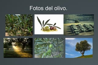 Fotos del olivo.
 