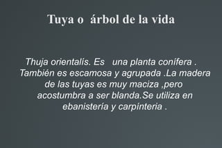 Tuya o árbol de la vida
Thuja orientalís. Es una planta conífera .
También es escamosa y agrupada .La madera
de las tuyas ...