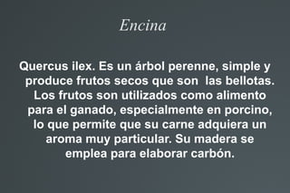 Encina
Quercus ilex. Es un árbol perenne, simple y
produce frutos secos que son las bellotas.
Los frutos son utilizados co...