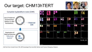 Our target: CHM13hTERT
Cell line from Urvashi Surti, Pitt; SKY karyotype from Jennifer Gerton and Tamara Potapova, Stowers...