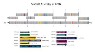 XqXp
Rel3 Assembly: ~3.1 Mb
The assembly is a hypothesis(!)
 