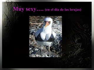 Muy sexy…. (en el día de las brujas)