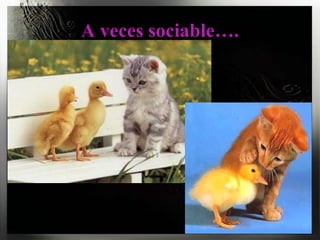 A veces sociable….