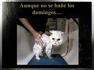 Aunque no se bañe los domingos…