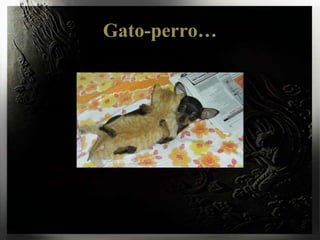 Gato-perro…