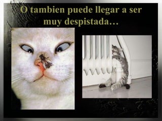 O tambienpuedellegar a ser muydespistada…