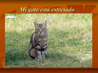 Mi gato está estresado
 