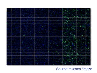 Source: Hudson Freeze
 