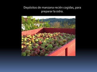 Depósitos de manzana recién cogidas, para preparar la sidra. 
