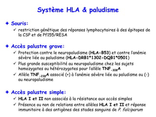 Système HLA & paludisme

Souris:
  restriction génétique des réponses lymphocytaires à des épitopes de
  la CSP et de Pf155/RESA

Accès palustre grave:
  Protection contre le neuropaludisme (HLA-B53) et contre l’anémie
  sévère liée au paludisme (HLA-DRB1*1302-DQB1*0501)
  Plus grande susceptibilité au neuropaludisme chez les sujets
  homozygotes ou hétérozygotes pour l’allèle TNF-308A
  Allèle TNF-238A associé (+) à l’anémie sévère liée au paludisme ou (-)
  au neuropaludisme


Accès palustre simple:
  HLA I et II non associés à la résistance aux accès simples
  Présence ou non de relations entre allèles HLA I et II et réponse
  immunitaire à des antigènes des stades sanguins de P. falciparum
 