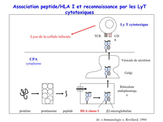 Association peptide/HLA I et reconnaissance par les LyT
                      cytotoxiques

                                                                       Ly T cytotoxique


             Lyse de la cellule infectée             TCR          CD
                                                                  8




         CPA                                                            Vésicule de sécrétion
      cytoplasme

                                                                          Golgi



                                                                       Réticulum
                                                                     endoplasmiqu
                                                                           e



  protéine          protéasome    peptide   HLA classe I     β2-microglobuline

                                                      In: « Immunologie », Revillard, 1994
 