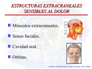 Comité de Clasificación de las Cefaleas, IHS (1988) ESTRUCTURAS EXTRACRANEALES SENSIBLES AL DOLOR Músculos extracraneales. Senos faciales. Cavidad oral. Orbitas. 