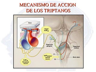 MECANISMO DE ACCION  DE LOS TRIPTANOS 