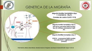 GENETICA DE LA MIGRAÑA
Migraña familiar hemipléjica tipo
1: CACNA1A -19p13 .
Canales de calcio CaV2.1 P/Q
Migraña familiar hemipléjica tipo 2:
ATP1A2 la subunidad alfa2 bomba
Na+/K+ ATPasa, cromosoma 1q23
(K)
Migraña familiar hemipléjica tipo 3
:
SCN1A - cromosoma 2q24-canales
de sodio NaV1.1.(glutamato y
potasio)
Fidel Sobrino, Marta Liliana Ramos. Genetics factors of migraine. Acta Neurol Colomb 2013;29:1 (Supl 1:1)31-42
 