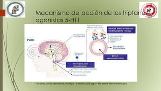 Mecanismo de acción de los triptanes-
agonistas 5-HT1
Toro Gómez, Jaime y colaboradores , Neurología , 2ª edición,Cap.16 ,pag.431-450, Editorial Manual Moderno,2012.
 