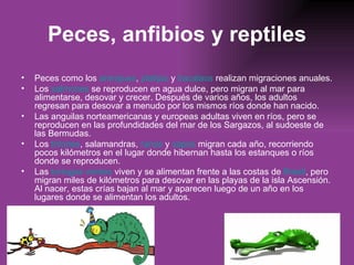 Peces, anfibios y reptiles Peces como los  arenques ,  platijas  y  bacalaos  realizan migraciones anuales.  Los  salmones  se reproducen en agua dulce, pero migran al mar para alimentarse, desovar y crecer. Después de varios años, los adultos regresan para desovar a menudo por los mismos ríos donde han nacido.  Las anguilas norteamericanas y europeas adultas viven en ríos, pero se reproducen en las profundidades del mar de los Sargazos, al sudoeste de las Bermudas.  Los  tritones , salamandras,  ranas  y  sapos  migran cada año, recorriendo pocos kilómetros en el lugar donde hibernan hasta los estanques o ríos donde se reproducen.  Las  tortugas verdes  viven y se alimentan frente a las costas de  Brasil , pero migran miles de kilómetros para desovar en las playas de la isla Ascensión. Al nacer, estas crías bajan al mar y aparecen luego de un año en los lugares donde se alimentan los adultos.  