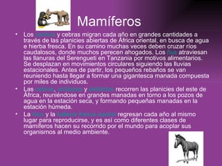 Mamíferos   Los  caribús  y cebras migran cada año en grandes cantidades a través de las planicies abiertas de África oriental, en busca de agua e hierba fresca. En su camino muchas veces deben cruzar ríos caudalosos, donde muchos perecen ahogados. Los  ñus  atraviesan las llanuras del Serengueti en Tanzania por motivos alimentarios. Se desplazan en movimientos circulares siguiendo las lluvias estacionales. Antes de partir, los pequeños rebaños se van reuniendo hasta llegar a formar una gigantesca manada compuesta por miles de individuos.  Las  cebras ,  antílopes  y  elefantes  recorren las planicies del este de África, reuniéndose en grandes manadas en torno a los pozos de agua en la estación seca, y formando pequeñas manadas en la estación húmeda.  La  foca  y la  ballena franca austral  regresan cada año al mismo lugar para reproducirse, y es así como diferentes clases de mamíferos hacen su recorrido por el mundo para acoplar sus organismos al medio ambiente.  
