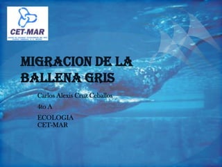 Migracion De La
Ballena Gris
  Carlos Alexis Cruz Ceballos
  4to A
  ECOLOGIA
  CET-MAR
 