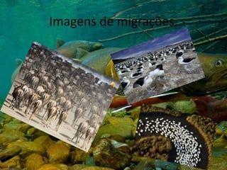 Imagens de migrações.