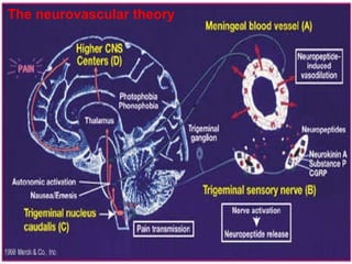 The neurovascular theory 