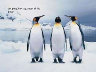 Los pingüinos aguantan el frío
polar

 