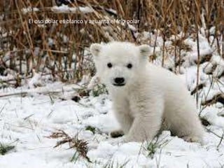 El oso polar es blanco y aguanta el frío polar

 