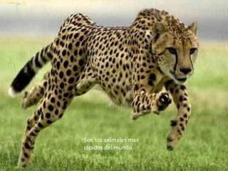 Son los animales mas
rápidos del mundo

 