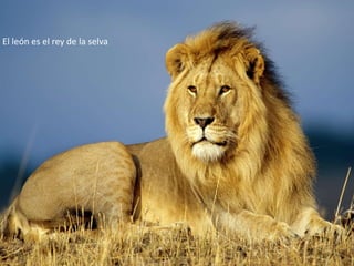 El león es el rey de la selva

 