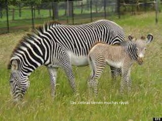 Las cebras tienen muchas rayas

 